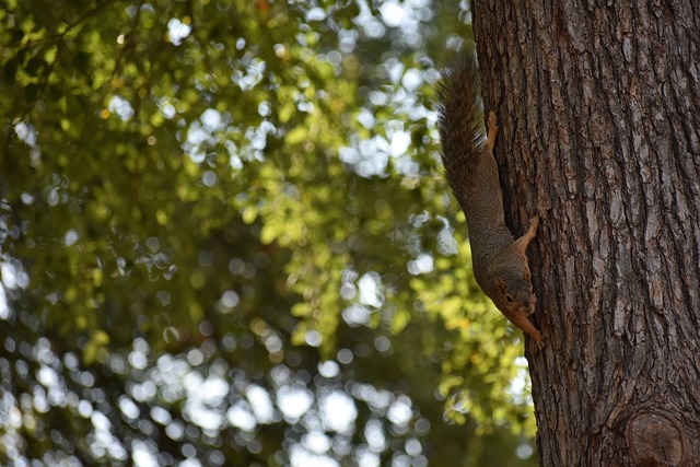 莫雷托：那不勒斯对迪乌夫有意，但球员冬窗不会离开国米